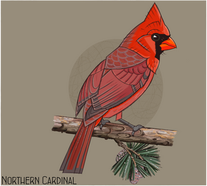 Northern Cardinal