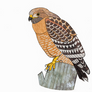 Red-shoulder Hawk