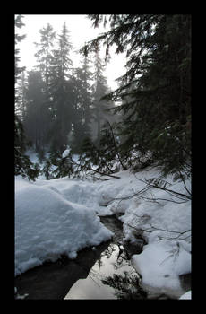 Foggy Mt Seymour