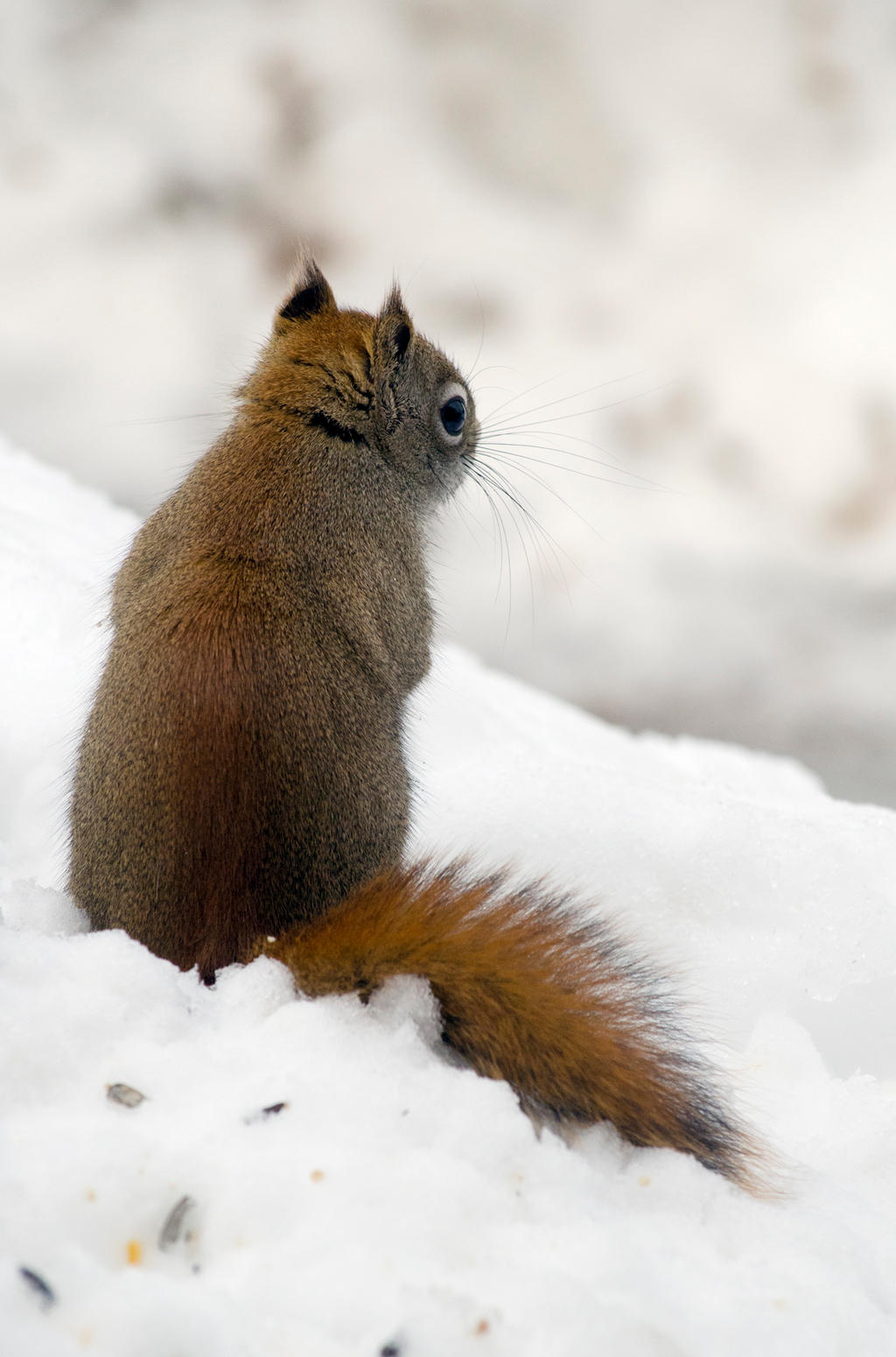 Red Squirrel Soliloquy