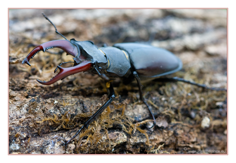 Lucanus Morgan Lucanus Cervus 2 by PixelBalance on DeviantArt
