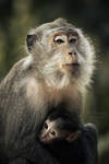 Long tailed Macaque by PixelBalance