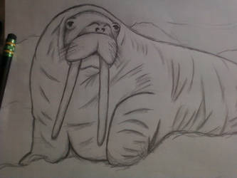 Walrus. Whut.