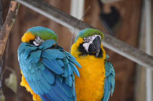 Blue-and-yellow macaw