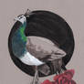 Ode to the Peahen