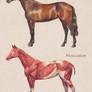 Equine Anatomy