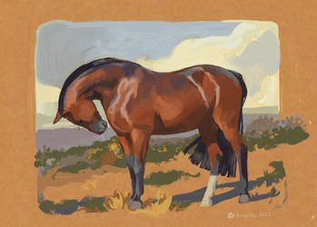 Horse Study