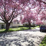 Sakura Blooms