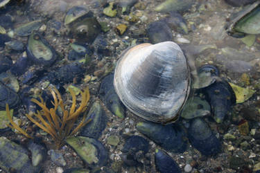 Seashell in Maine