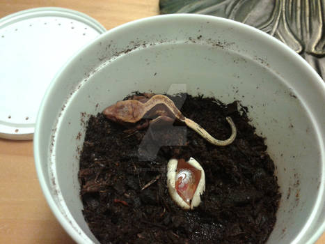 Crested Gecko Hatchling