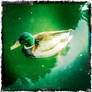 Hipstamatic - Mallard