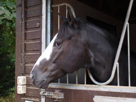Racehorse 126