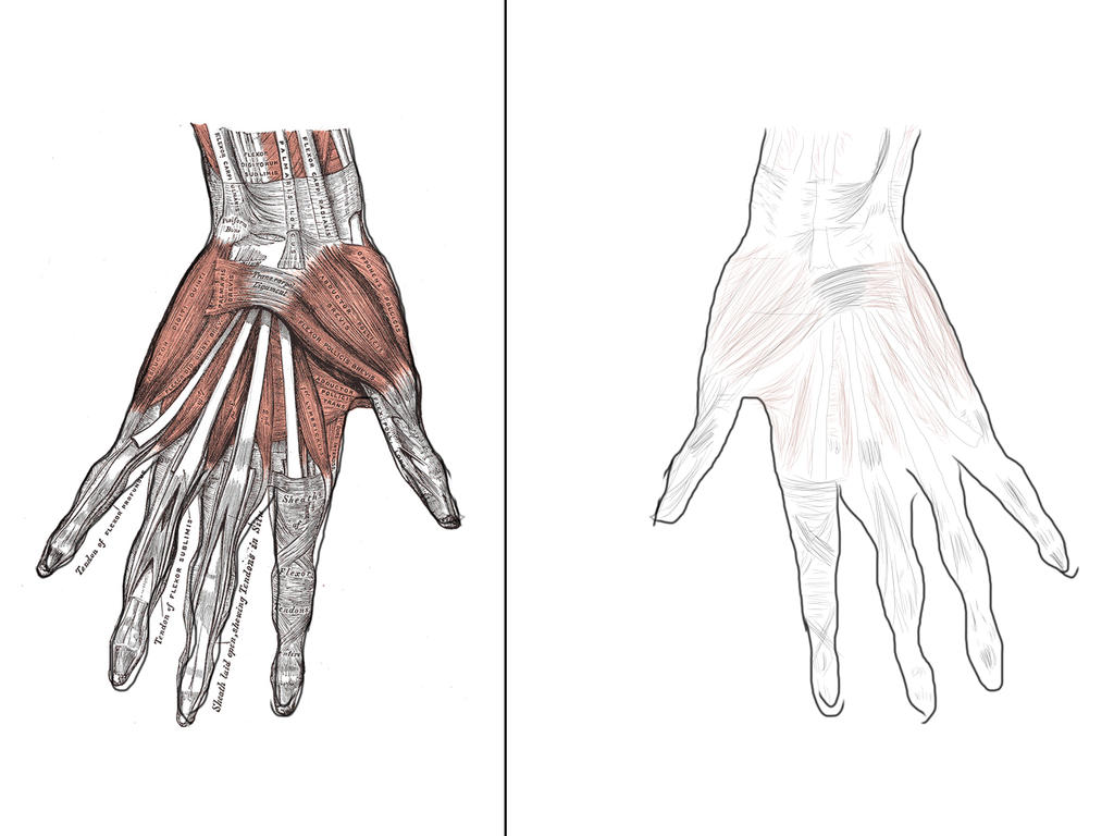 ANATOMY: THE HAND - MUSCLES by daisrhei on DeviantArt