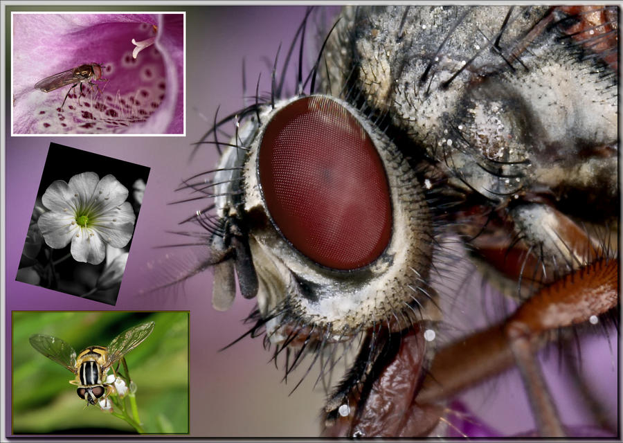 MACRO MONTAGE. by Macrojack on DeviantArt