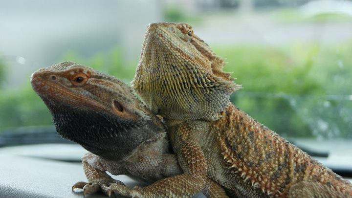 Lizard Lovins