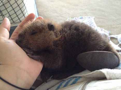 Bizzy Beaver baby