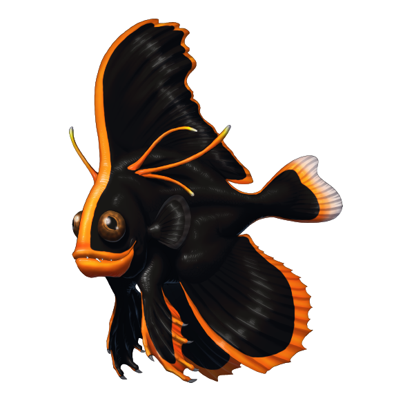 Pinneta Batfish Pinnate Batfish