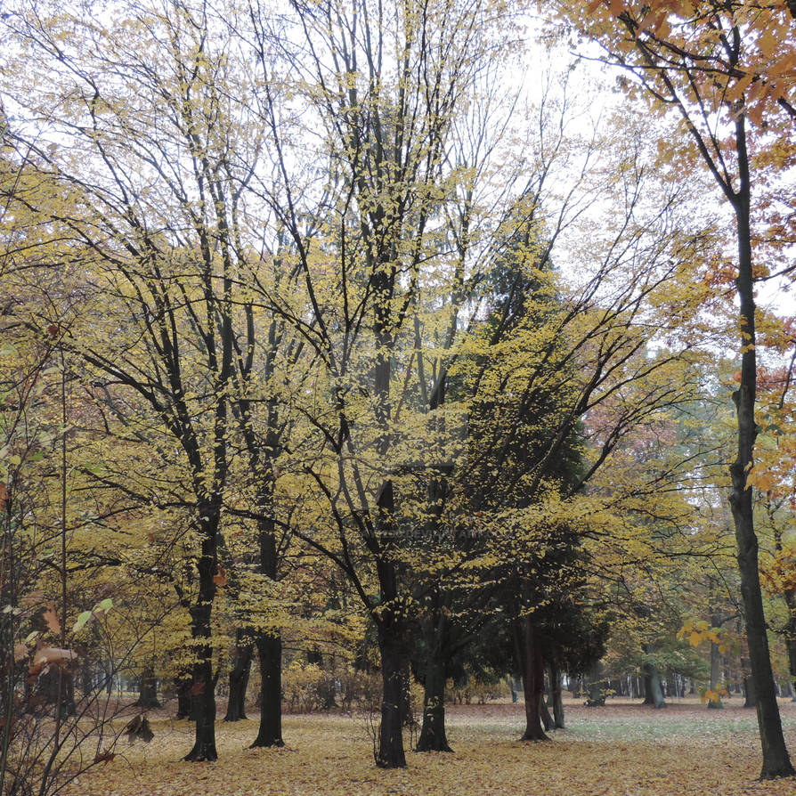 Honest tree by Mockingjay1290 on DeviantArt