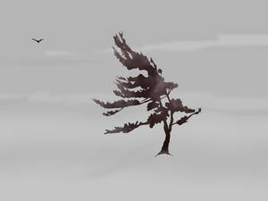 Wind Blown Pine