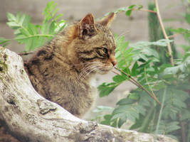 Scottish Wild Cat