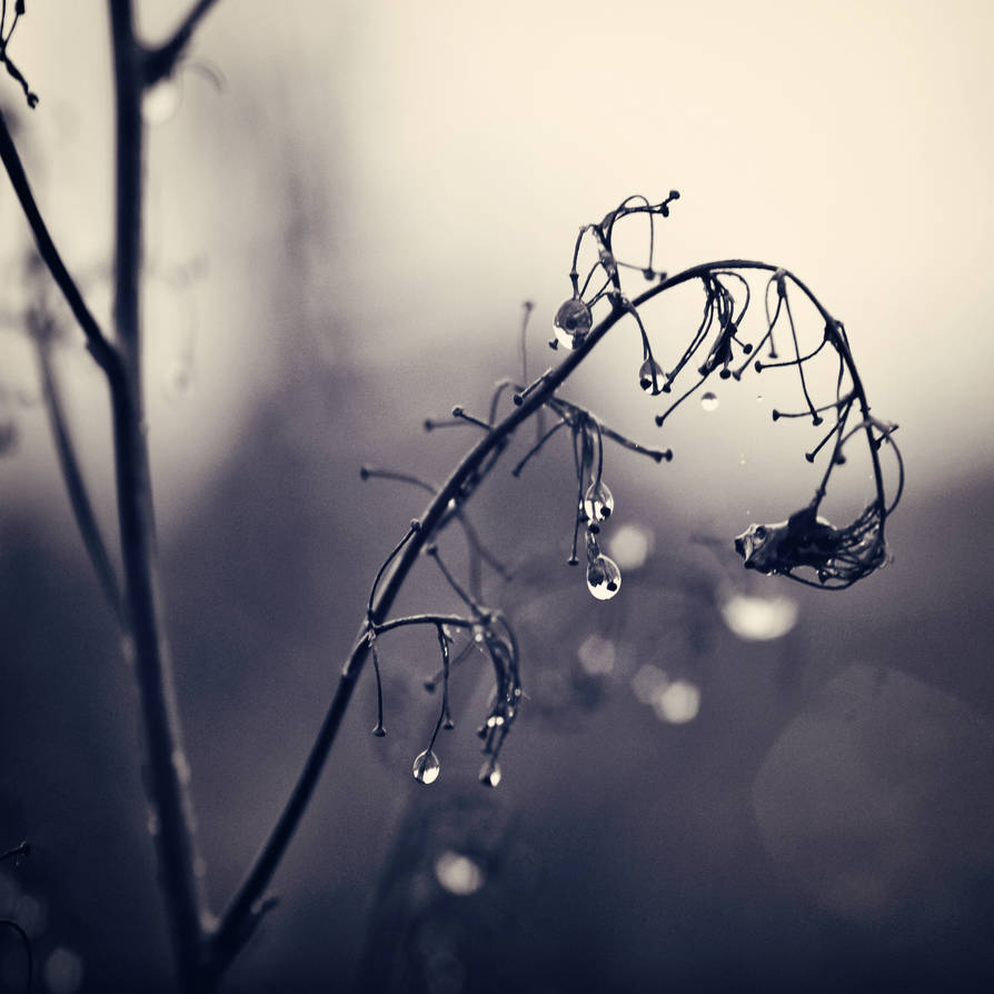 November Rain II by Peterix