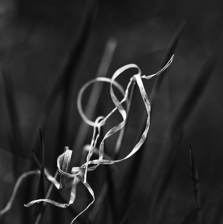 Nothing in life is a straight line by Peterix