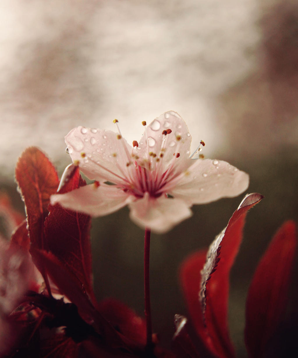 Pearls of passion by Peterix