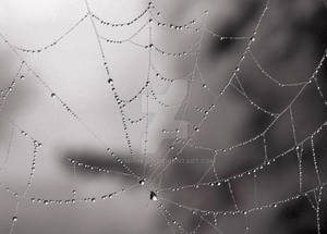 Web drops