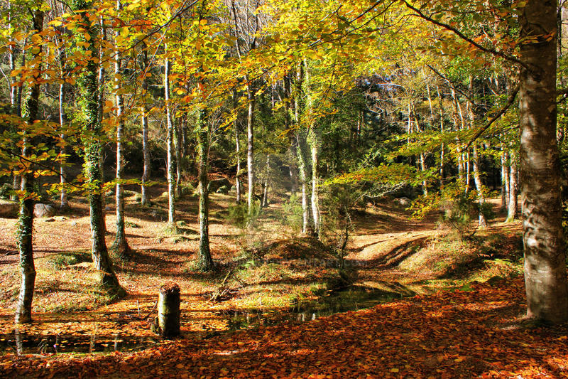 Autumnal colours in Geres