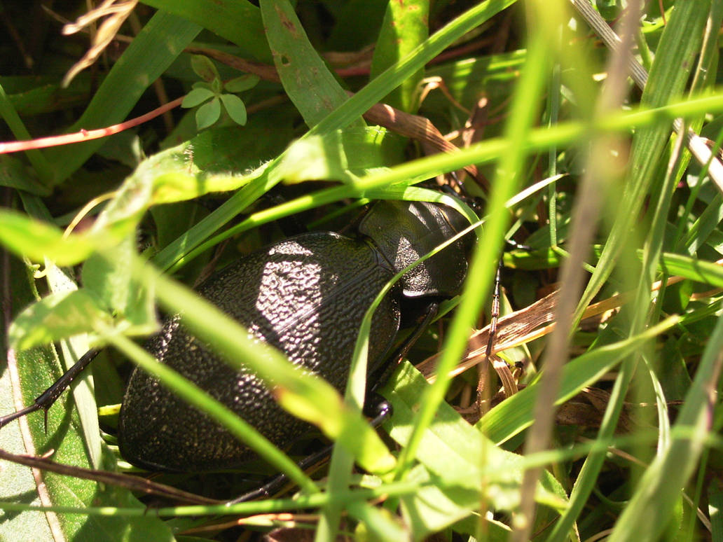 goanga by aNdrEEa03 on DeviantArt