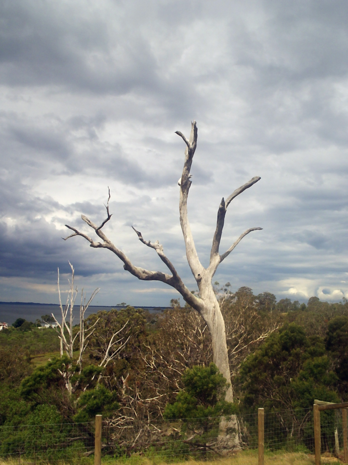 cold-stock A dead Tree