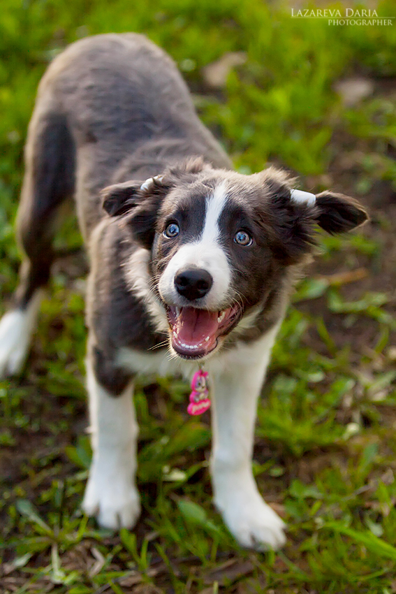 Border Collie by Delariz