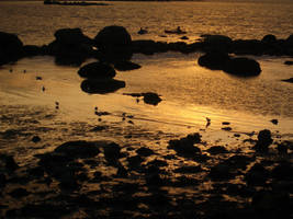 sunset water birds