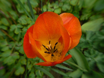 flower macro