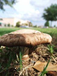 Mushroom in the Sun- 2