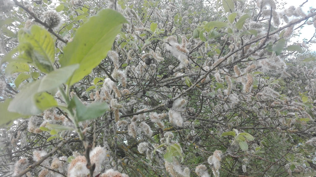 Tree Fluff