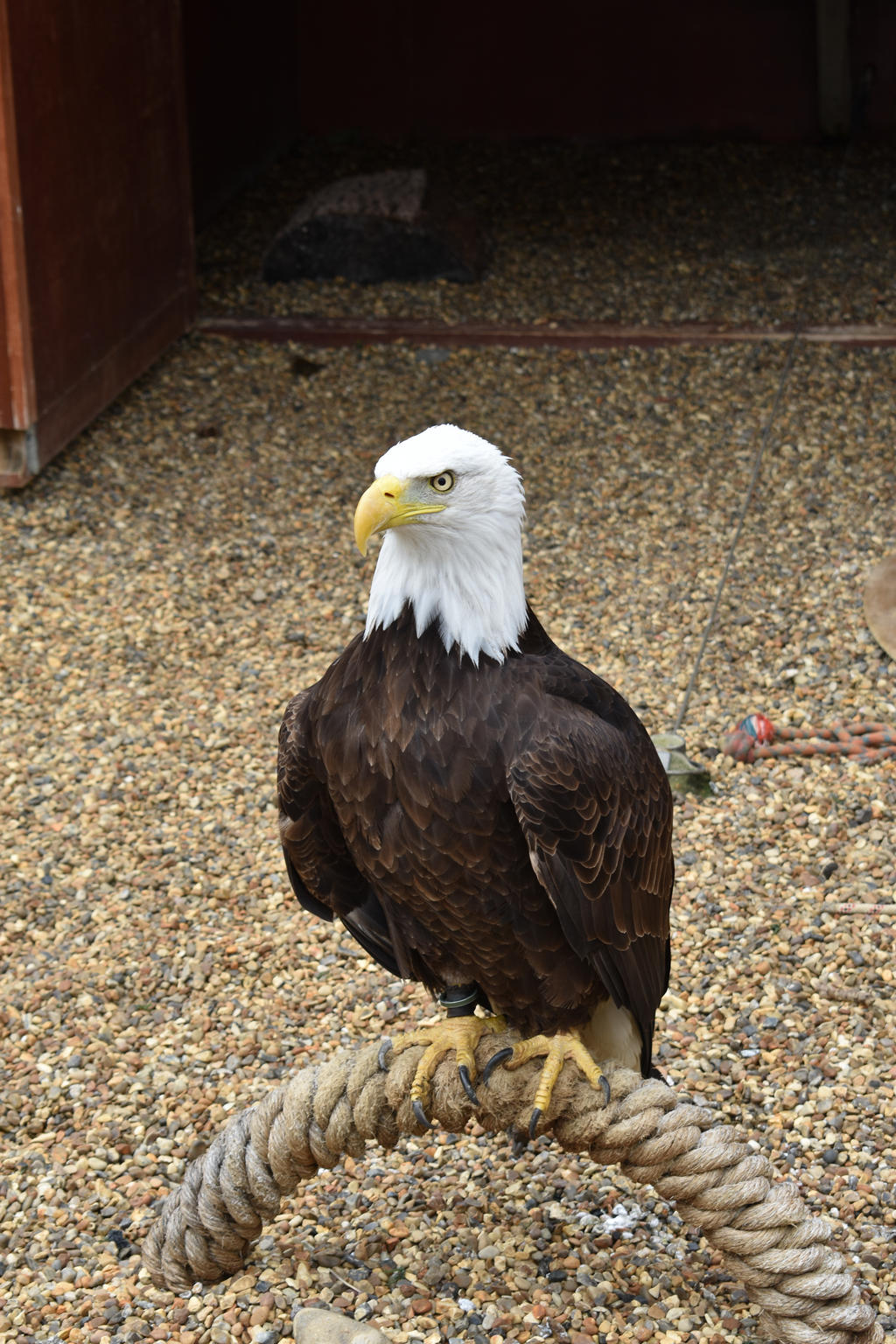 Banham Zoo Trip6