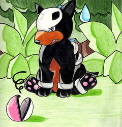 Houndour Love