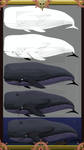 Blueprint: Arr! A Big Evil Whale! by Venof-Unis-Jinanx