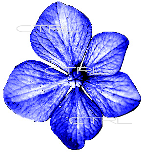 purple/blue flower_imvu texture