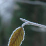 Frosted Leaf 2