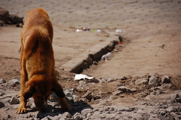 trash dog