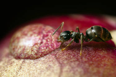 Ants love water pt. 2