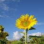 Sunflower in September