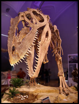 Giganotosaurus carolinii II