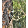 Great Spotted Woodpecker