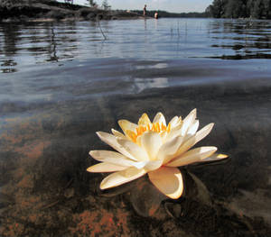 Water lily flower