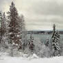 Snowy Forest in November