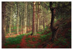Into the woods by Pajunen