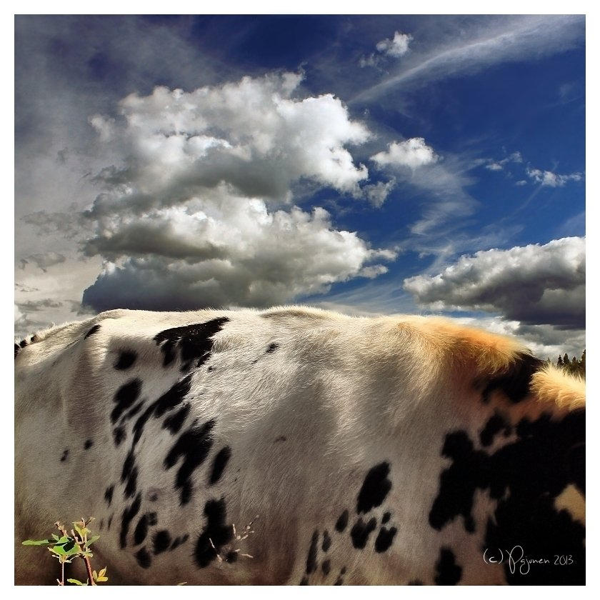 Cloudy Cow by Pajunen